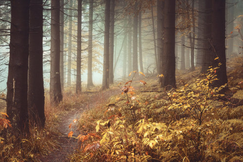 willkommen-in-germany - Foggy forest on the “Meißner” mountain in...