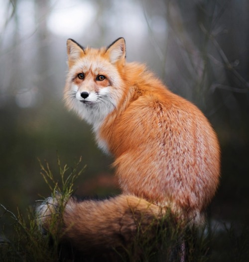 beautiful-wildlife - Red Fox by © Iza Lyson