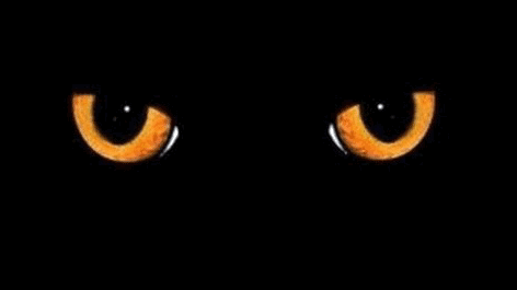 matt-the-blind-cinnamon-roll - persephone-333 - Why You should Adopt a Black Cat..Black Cats aren’