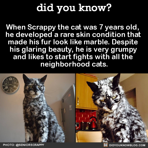 when-scrappy-the-cat-was-7-years-old-he-developed