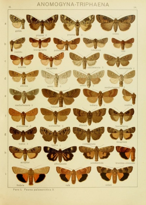 wapiti3 - The Macrolepidoptera of the Earth - a systematic...