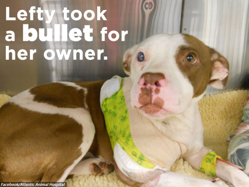thefuuuucomics - huffingtonpost - THESE 16 DOGS ARE HEROES. THEY...