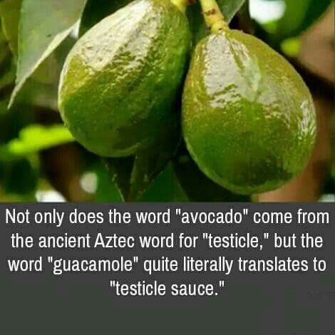 iztac-coatl - Some facts about the avocado.