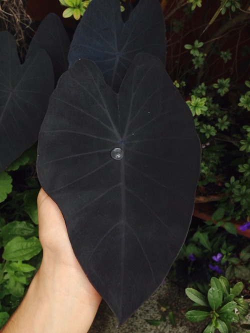 vintageporncollection - a black colocasia esulenta