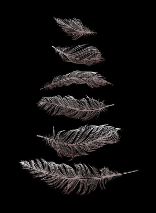 lesstalkmoreillustration - Feather Silhouettes Art Print By...