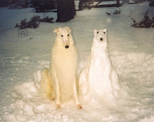cadetkawaii - snow-drift-navigator - anus - dog and snogMy...