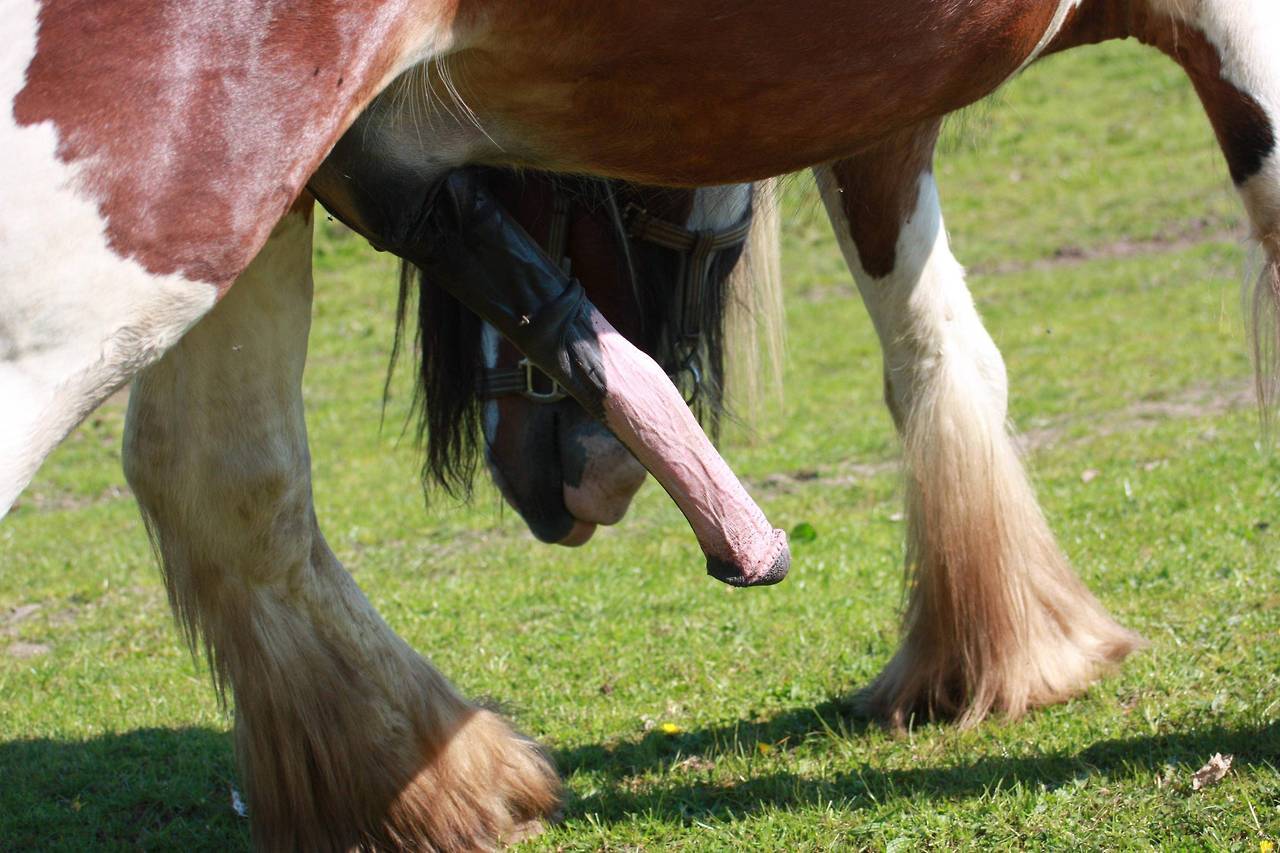 Cock tumblr horse 