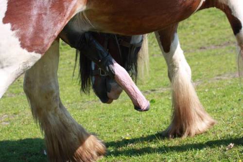 admirebbc16 - I love horse meat in high quality…I have to zoom...