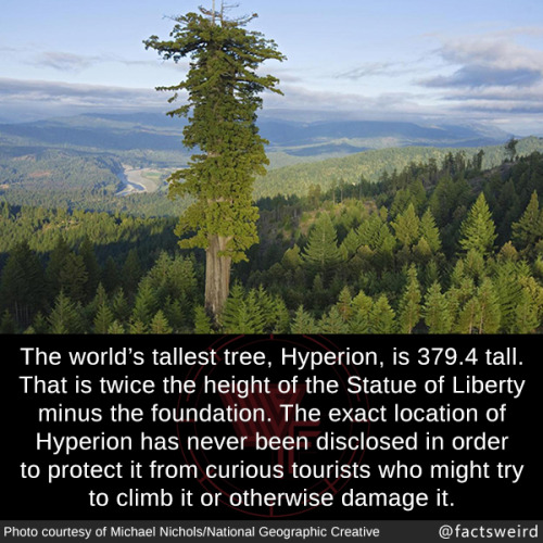 mindblowingfactz - The world’s tallest tree, Hyperion, is ...