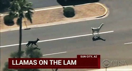 freakinmilkonthatshizz:llamas gone wild