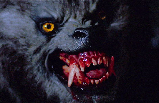 classichorrorblog:An American Werewolf In LondonDirected by...