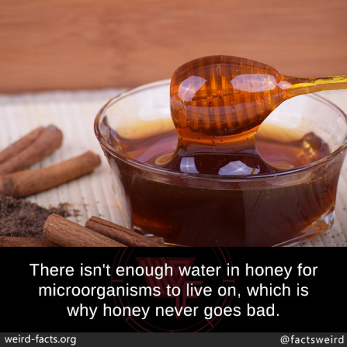 mindblowingfactz:There isn’t enough water in honey for...
