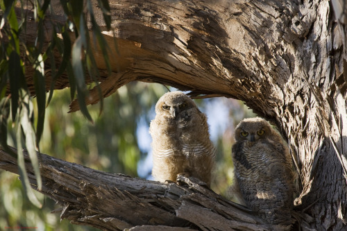 Oisillons Grand-duc d'Amérique / Great Horned Owlets, brother...