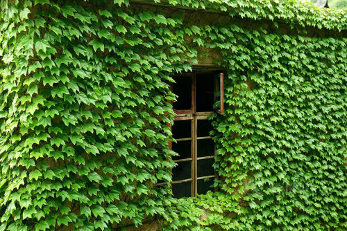 wnq-writers - culturenlifestyle - Abandoned Green Village in...