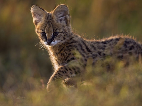 end0skeletal - Serval kitten byAnup Shah