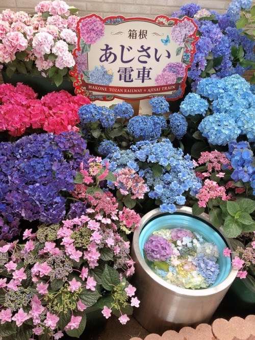 himerune:1349 #紫陽花https://instagram.com/p/BkeZSKeBDKr/