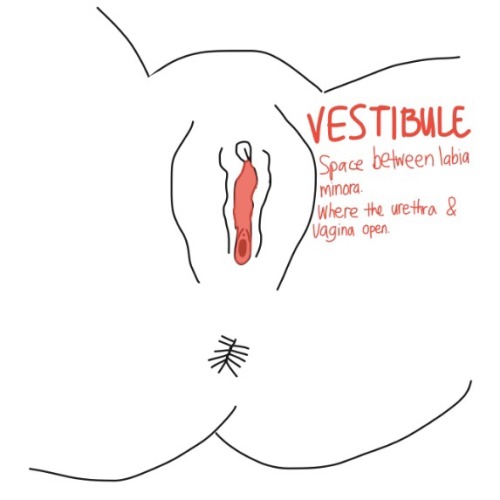 charmingbarbarian:adysphoric:Hello, I made parts of the vulva...
