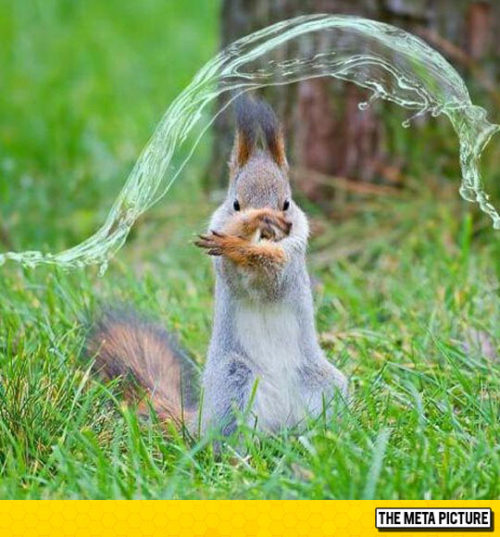 srsfunny - Waterbending SquirrelAweee