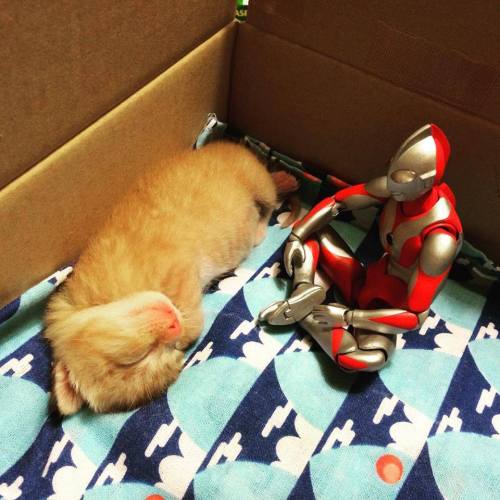 catsbeaversandducks - When Ultraman isn’t fighting bad guys,...