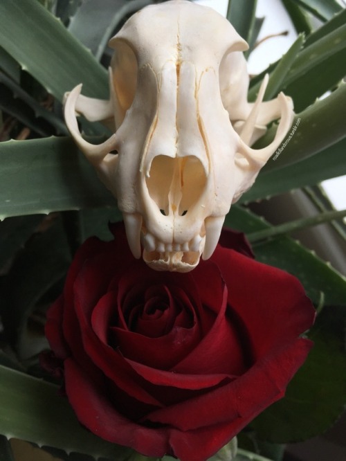 roadkillandcrows:Caracal skull.
