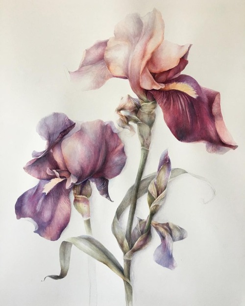 andantegrazioso - Purple irises | marinapravnikart