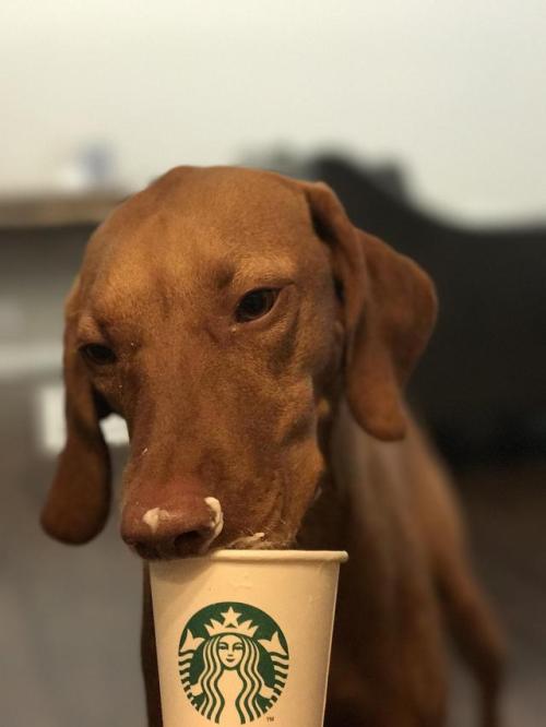 doggopupperforpres - Apparently Puppacino’s are a thing… Ellie...