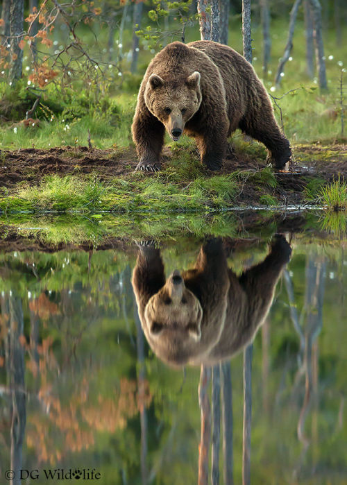 beautiful-wildlife - Who Are You? by Giedrius StakauskasSuch a...
