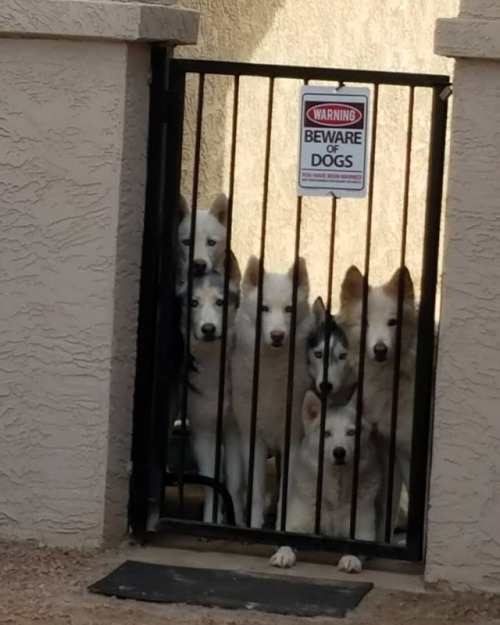 6woofs - “why you leave us???”