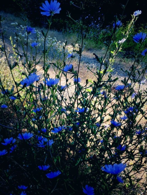 I fiori di cicoria selvatica di chiudono al Sole e al caldo per riaprirsi all'alba.
