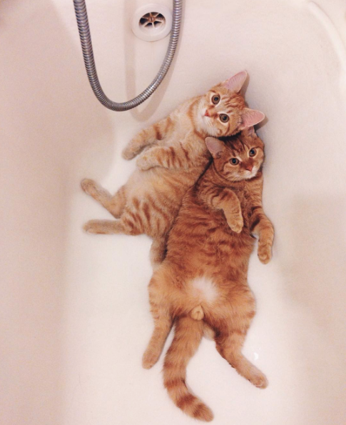 catsbeaversandducks - “Let’s be cute together!”Photos by ©Anya...