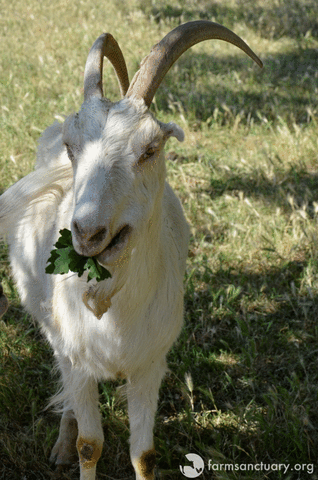 Image result for goat beard gif