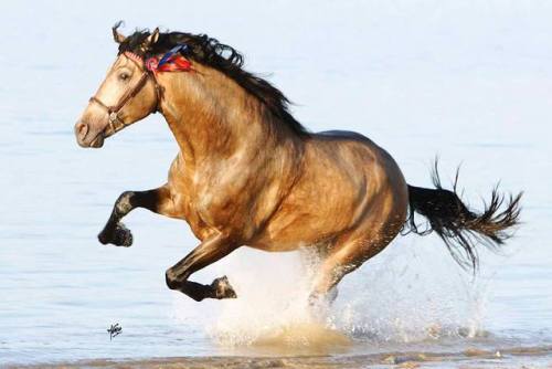 scarlettjane22 - Spanish Horse Specialists