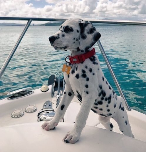 animalrates - Meet the travelling Dalmatian. Loves a good...