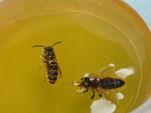 hierarchykills:panteha:”once, I saw a bee drown in honey,...