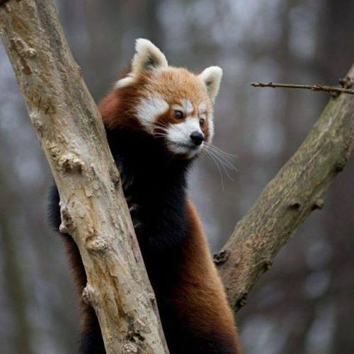 Everything is *very* interesting for a #RedPanda PC - Red...