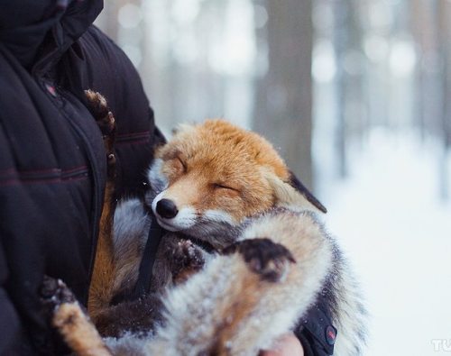 everythingfox - This will temporarily remove stress from your...