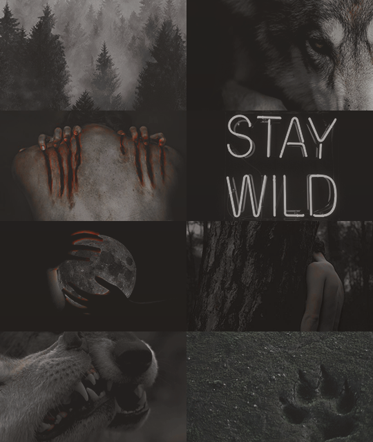 when the snow falls and the wind blows the lone wolf dies but the pack survives. - Page 2 Tumblr_odhbo1nIHX1vx9cngo2_r1_540