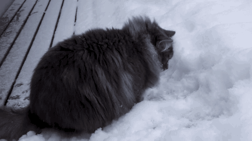 gifsboom - Big Fluffy Cat is Obsessed With Snow. [video]