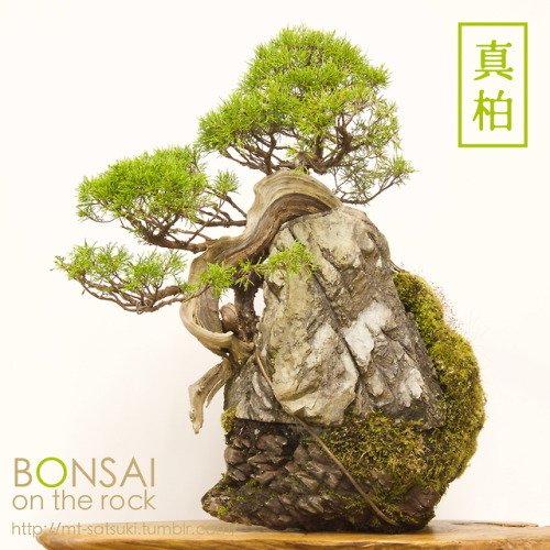 mt-satsuki:真柏（シンパク）の石付盆栽SHIMPAKU Juniper bonsai on a...