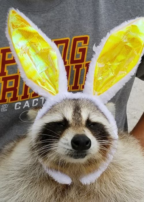 catsbeaversandducks - Trouper wishes you a Happy Easter!Photos...