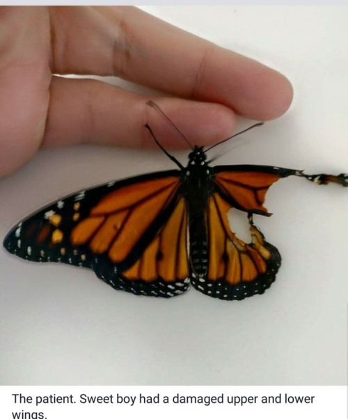 cinnaluna - This person…. fixes butterflies….. 