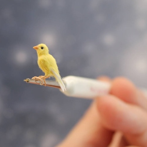 tinysaurus-rex - sosuperawesome - Poseable Miniature Birds, by...