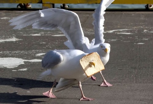 ridiculousbirdfaces - In-Bread Gullby Joseph...