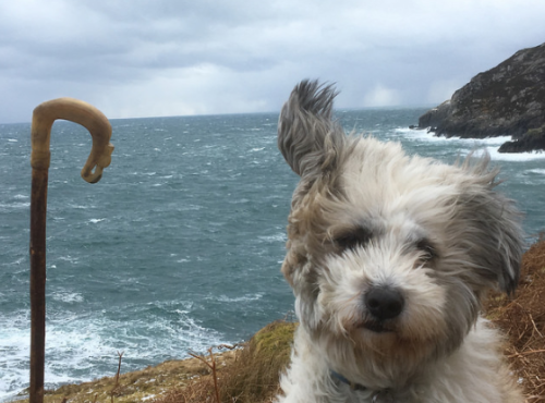 handsomedogs - Windy at Calbost |John