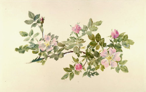 pagewoman:Study of  Wild Rose by John Ruskin