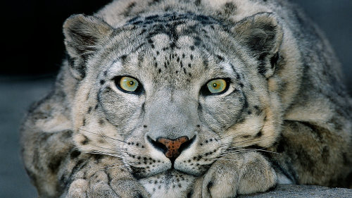 lovingexotics - Snow LeopardPanthera unciaSource - Here