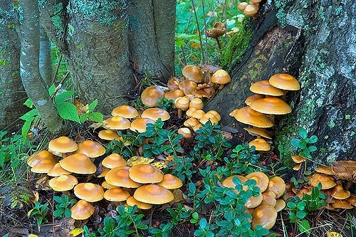 llovinghome - wild mushrooms