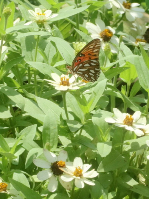 berniewong - Butterfly at the zinnia patch!Nice rain yesterday,...