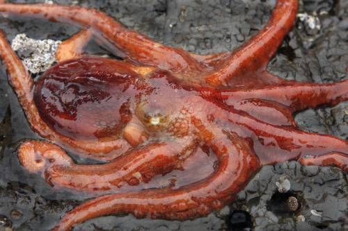 end0skeletal:East Pacific Red Octopus by Ron WolfFitzgerald...