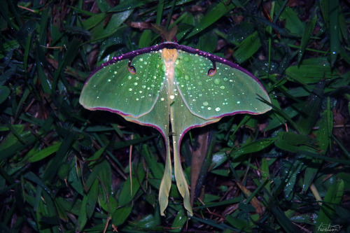 frolicingintheforest - Look at this gorgeous Luna Moth! 